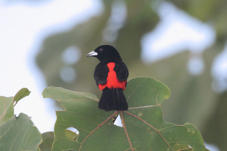 Ramphocelus costaricensis