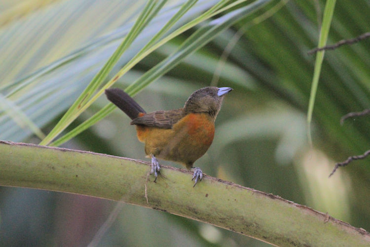 Ramphocelus costaricensis