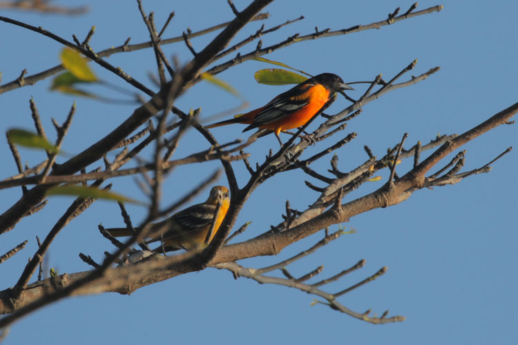 Icterus galbula