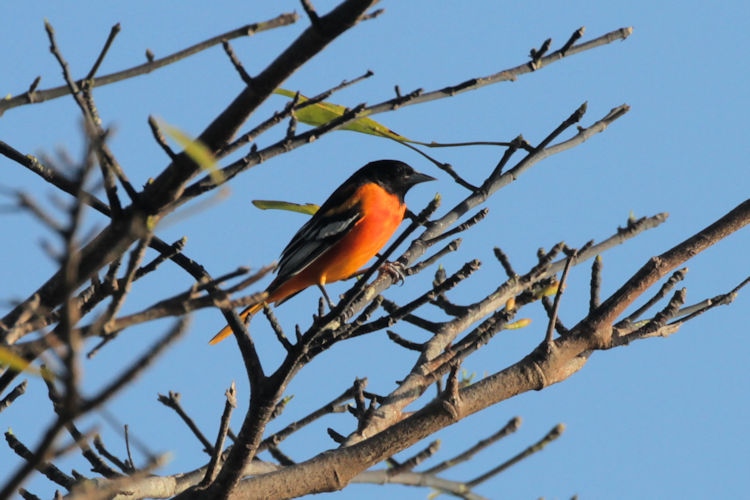 Icterus galbula