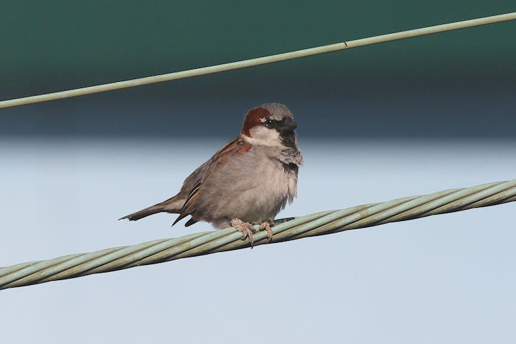 Passer domesticus