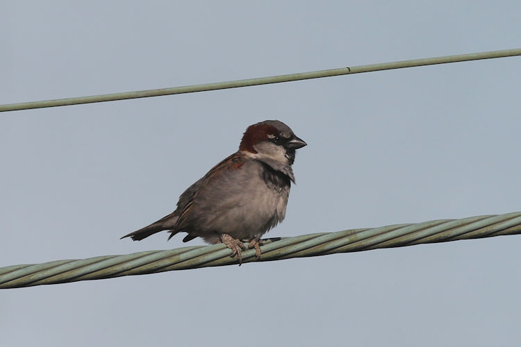 Passer domesticus