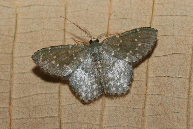 Chloropteryx dealbata