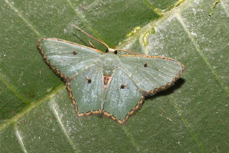 Chloropteryx stigmatica