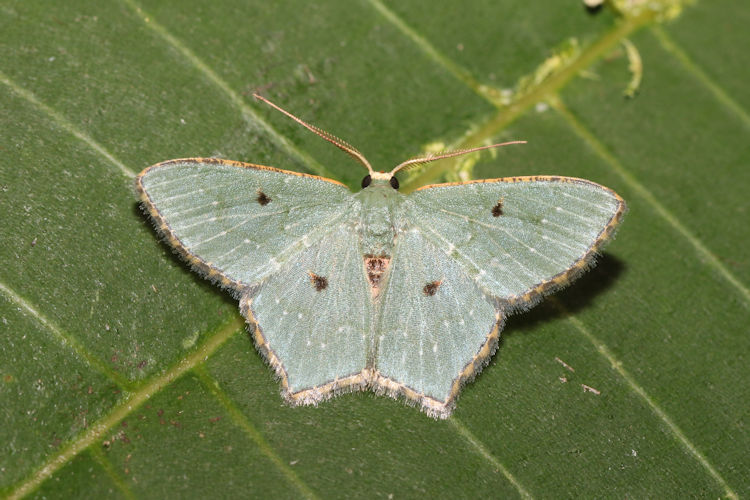 Chloropteryx stigmatica