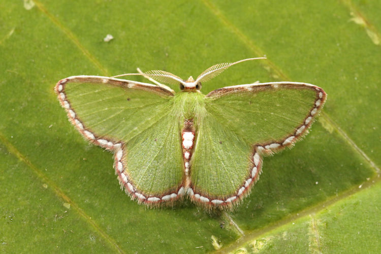 Synchlora pulchrifimbria