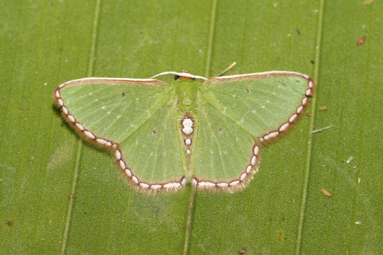 Synchlora tenuimargo