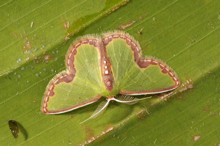 Synchlora expulsata atrapoides