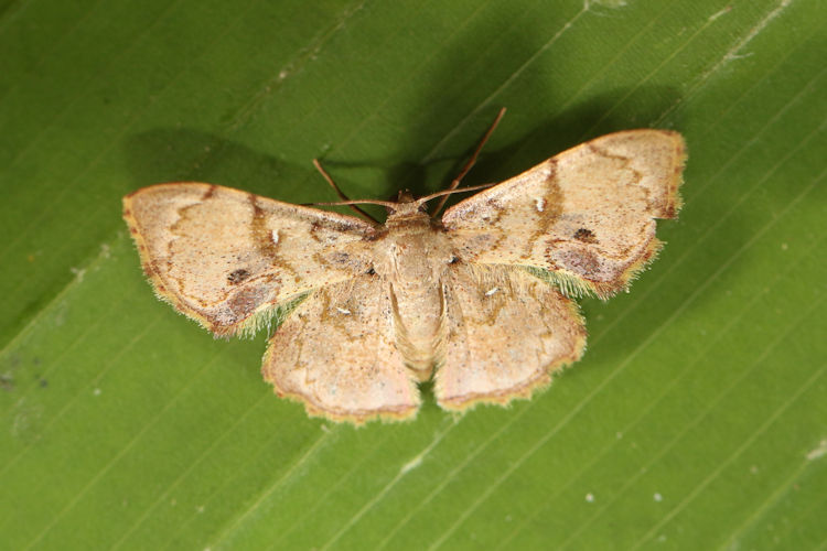 Hemipterodes rotundata