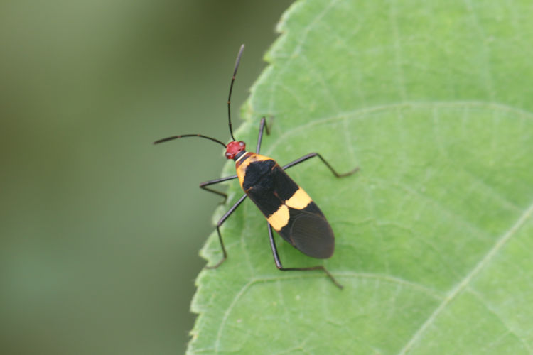 Arenaria interpres