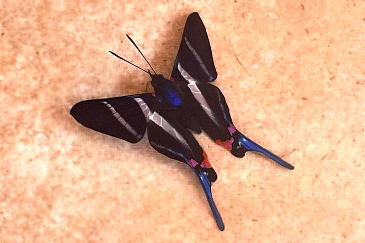 Rhetus arcius castigatus