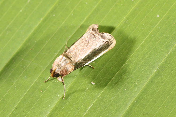 Carthara albicosta