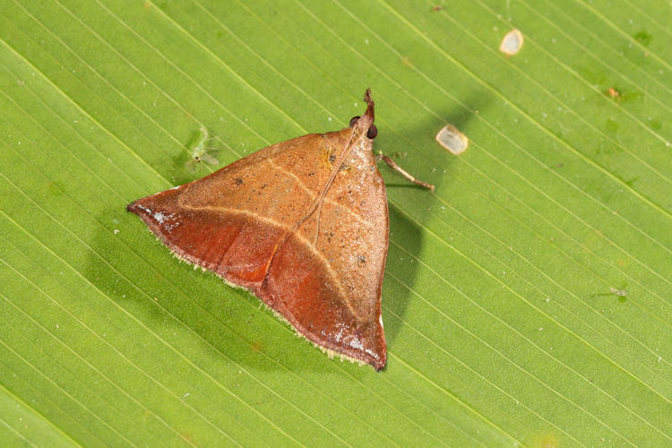 Casuaria catocalis