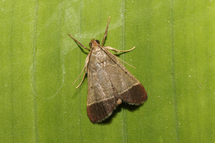 Hypsopygia amoenalis