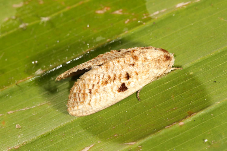 Spinulata acutipennis