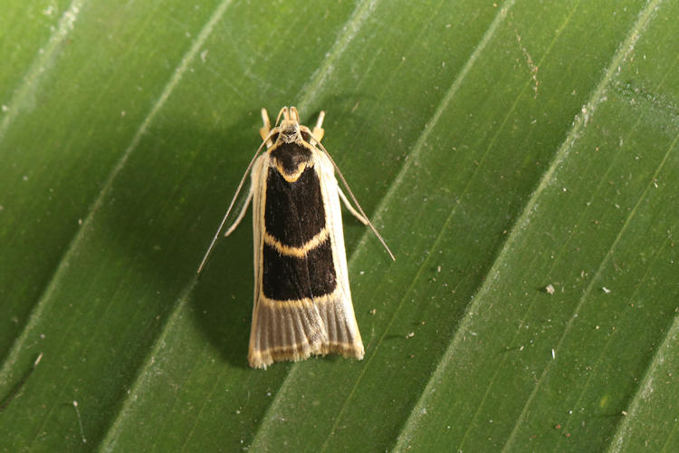 Antaeotricha renselariana