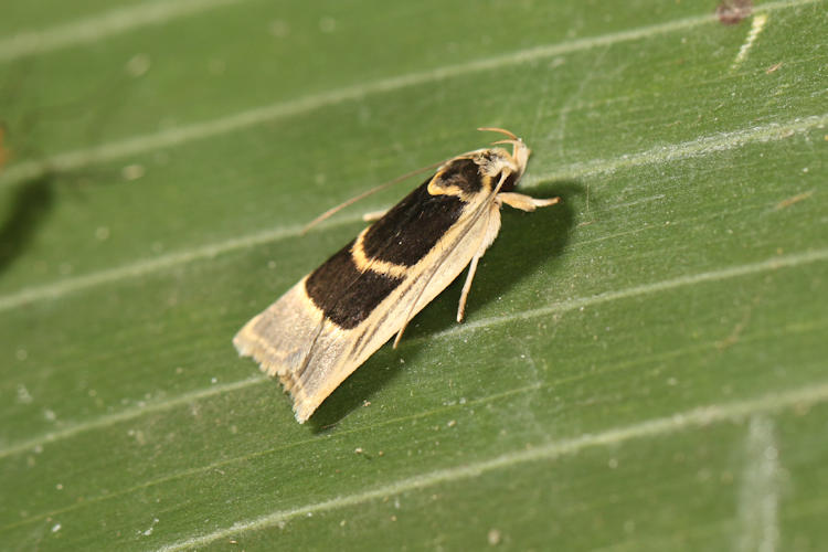 Antaeotricha renselariana