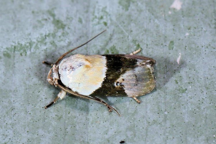 Chlamydastis tryphon