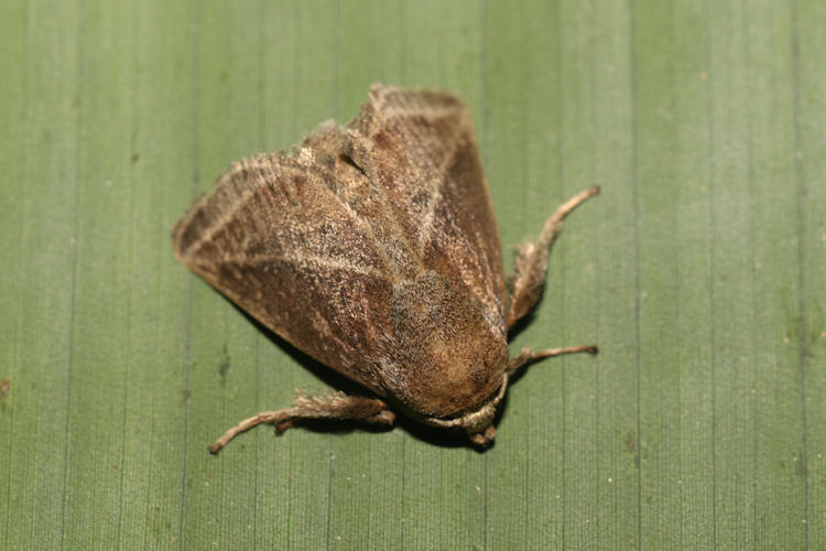 Natada fusca (Complex)