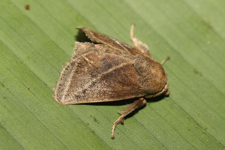 Natada fusca (Complex)