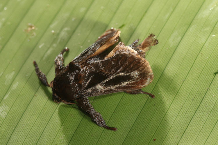 Acharia nesea