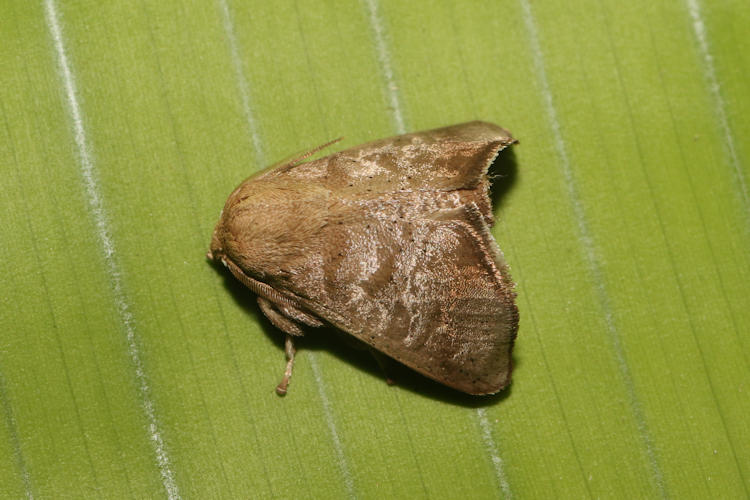 Natada michorta