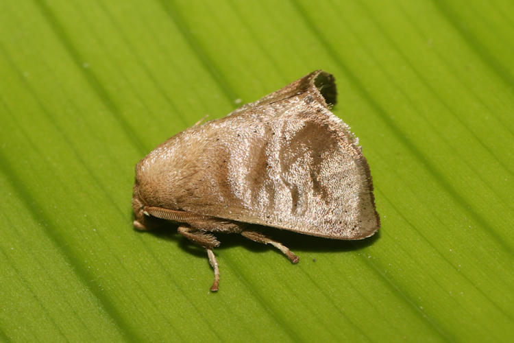 Natada michorta