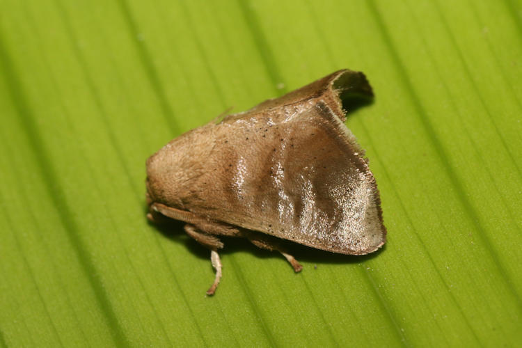 Natada michorta