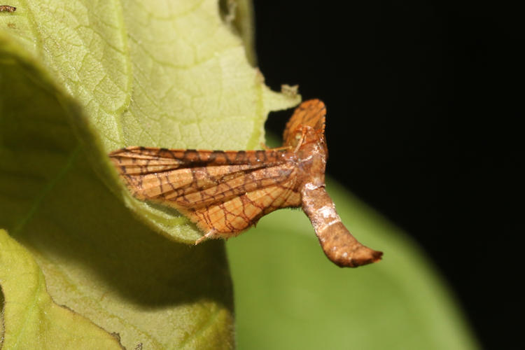 Arenaria interpres