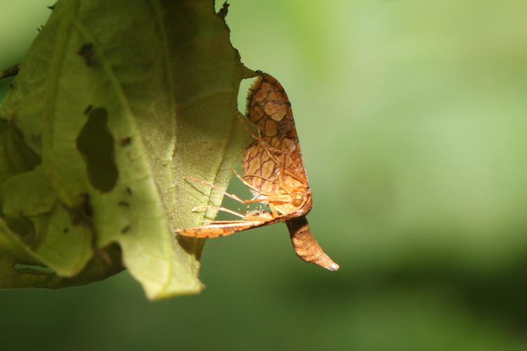 Rhodoneura curvistriga