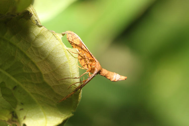 Rhodoneura curvistriga