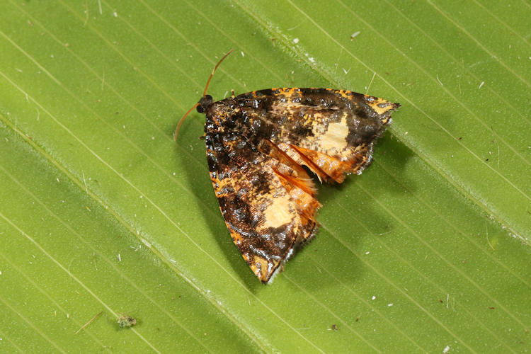 Mictopsichia huberiana