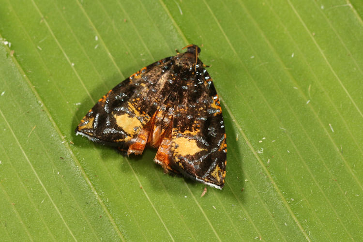 Mictopsichia huberiana