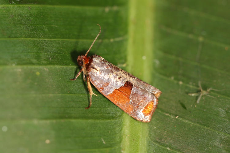 Anacrusis turrialbae