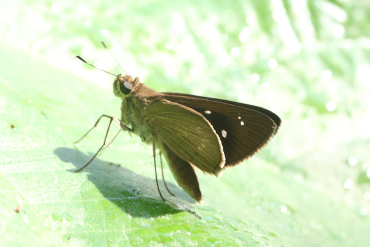 Cobalopsis nero