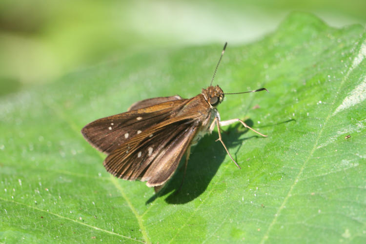 Cobalopsis nero