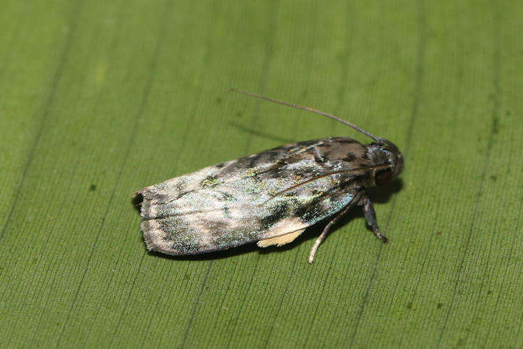 Antaeotricha zelleri