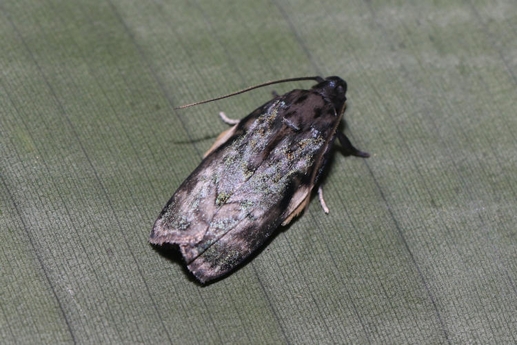 Antaeotricha zelleri