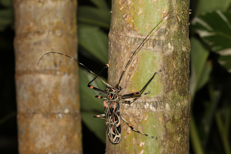 Acrocinus longimanus