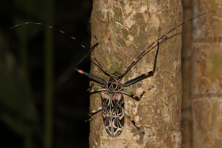 Acrocinus longimanus