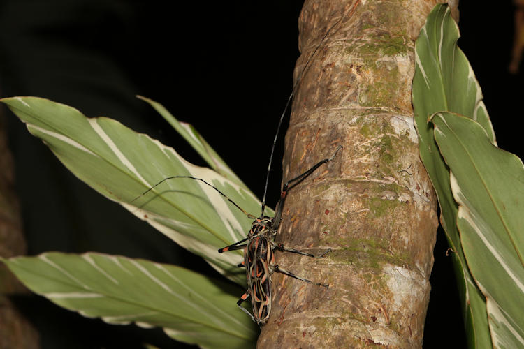 Acrocinus longimanus