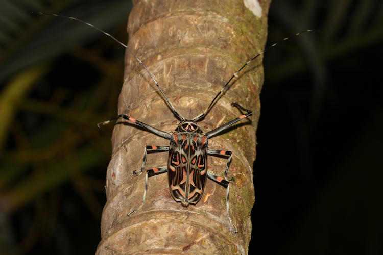 Acrocinus longimanus