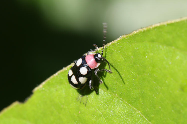 Omophoita aequinoctialis