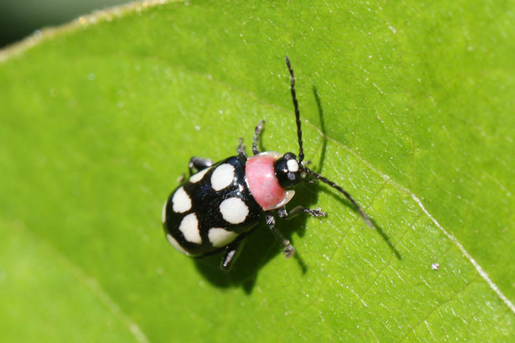 Omophoita aequinoctialis