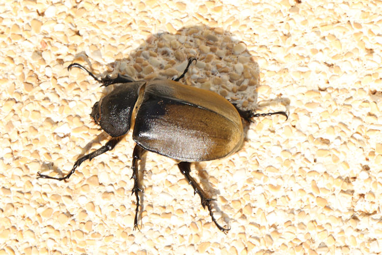 Megasoma elephas