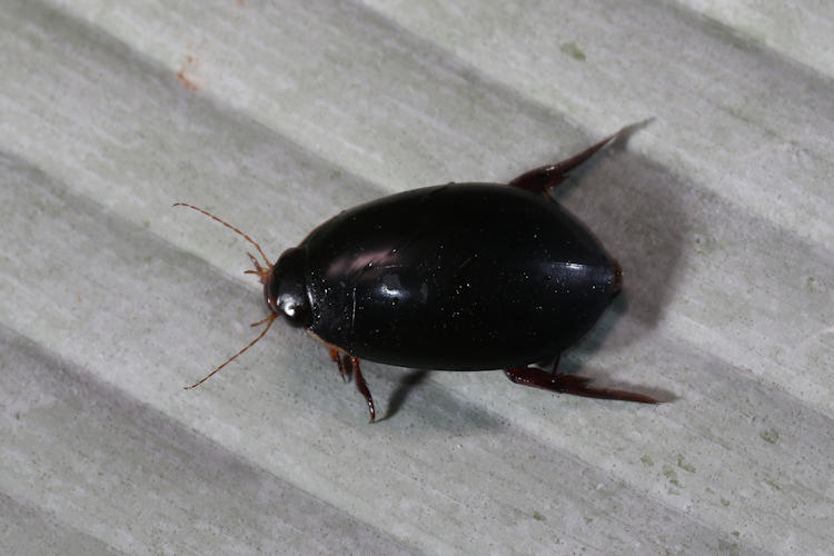 Megadytes sp.