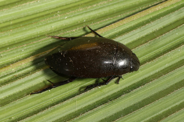 Hydrophilus sp.