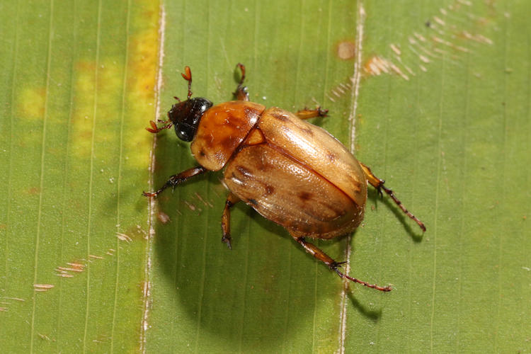 Cyclocephala lunulata