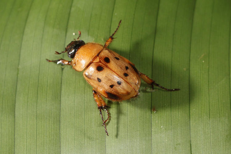 Cyclocephala brittoni