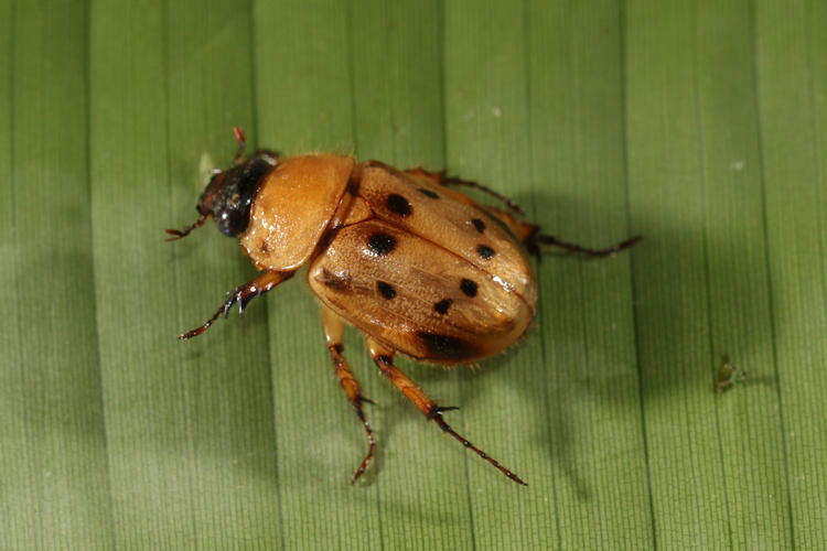 Cyclocephala brittoni